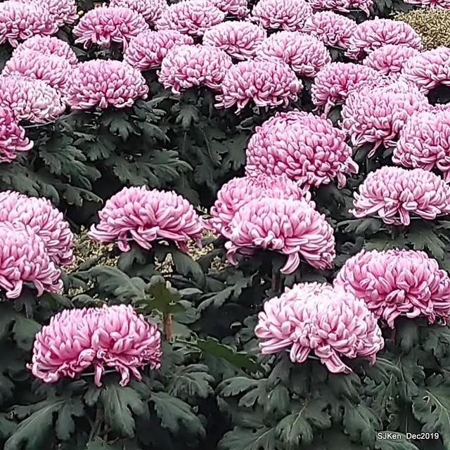 2019 chrysanthemum exhibition at Shulin Official residence, Taipei, Taiwan, Dec 4, 2019