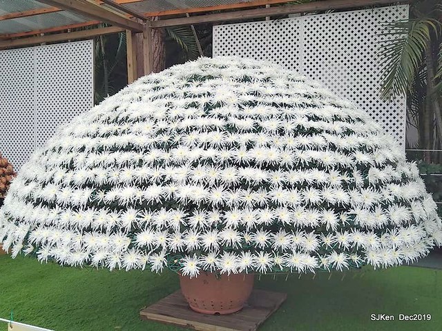 2019 chrysanthemum exhibition at Shulin Official residence, Taipei, Taiwan, Dec 4, 2019