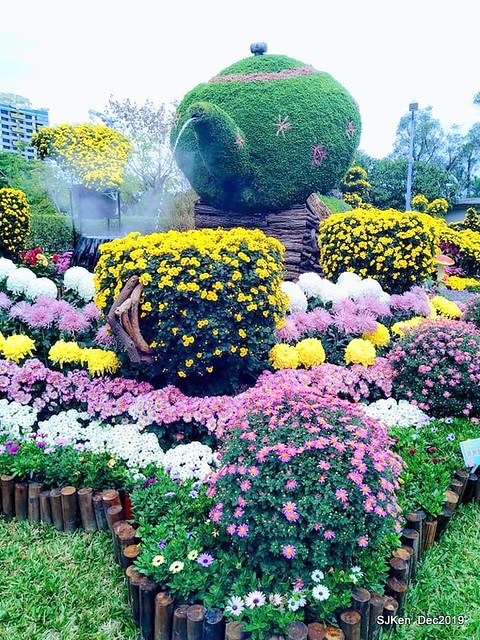2019 chrysanthemum exhibition at Shulin Official residence, Taipei, Taiwan, Dec 4, 2019