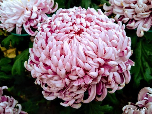 2019 chrysanthemum exhibition at Shulin Official residence, Taipei, Taiwan, Dec 4, 2019