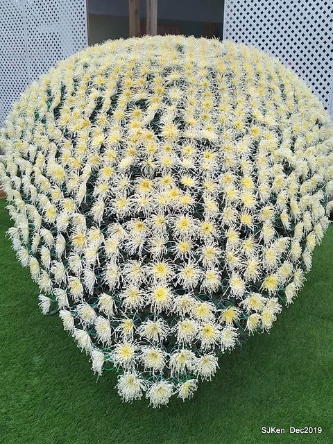 2019 chrysanthemum exhibition at Shulin Official residence, Taipei, Taiwan, Dec 4, 2019