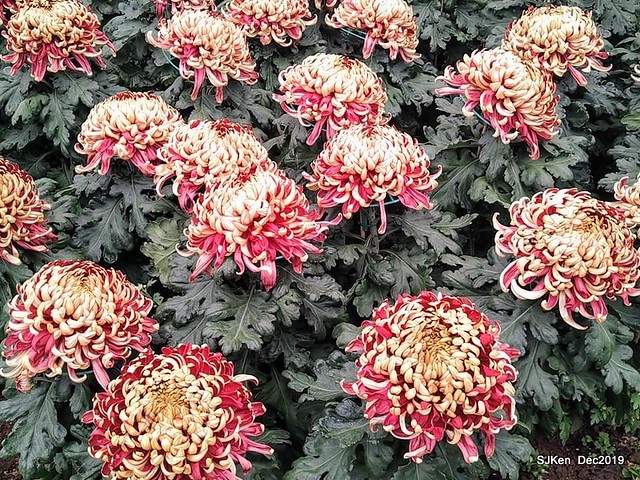 2019 chrysanthemum exhibition at Shulin Official residence, Taipei, Taiwan, Dec 4, 2019