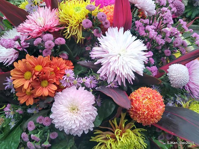 2019 chrysanthemum exhibition at Shulin Official residence, Taipei, Taiwan, Dec 4, 2019