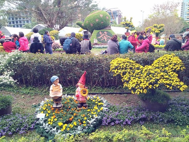 2019 chrysanthemum exhibition at Shulin Official residence, Taipei, Taiwan, Dec 4, 2019
