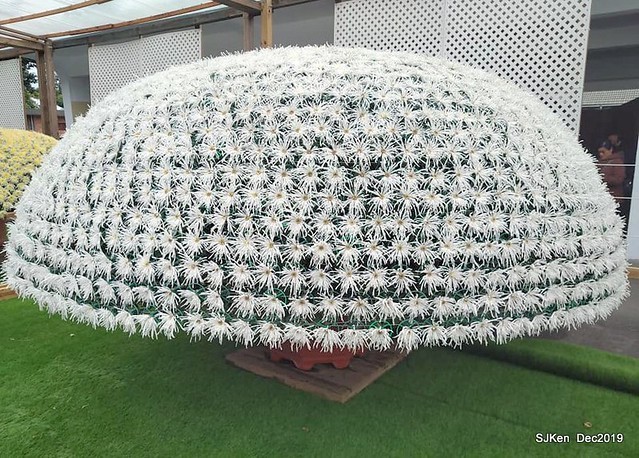 2019 chrysanthemum exhibition at Shulin Official residence, Taipei, Taiwan, Dec 4, 2019