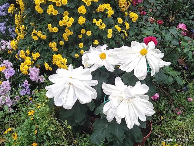 2019 chrysanthemum exhibition at Shulin Official residence, Taipei, Taiwan, Dec 4, 2019