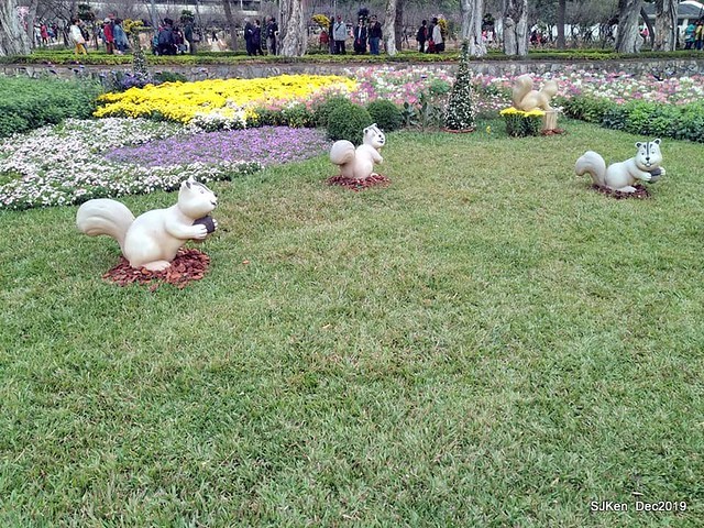 2019 chrysanthemum exhibition at Shulin Official residence, Taipei, Taiwan, Dec 4, 2019