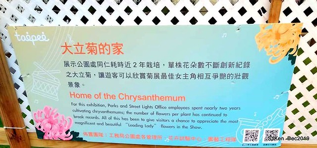 2019 chrysanthemum exhibition at Shulin Official residence, Taipei, Taiwan, Dec 4, 2019