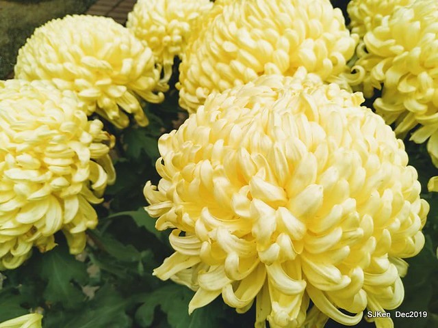 2019 chrysanthemum exhibition at Shulin Official residence, Taipei, Taiwan, Dec 4, 2019