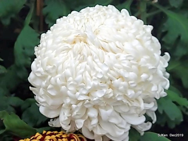 2019 chrysanthemum exhibition at Shulin Official residence, Taipei, Taiwan, Dec 4, 2019