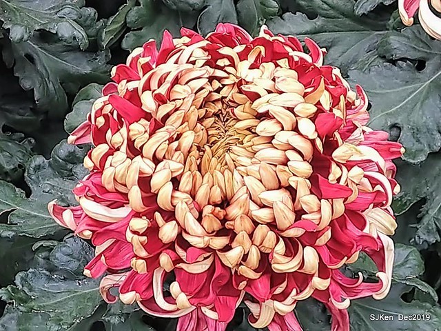 2019 chrysanthemum exhibition at Shulin Official residence, Taipei, Taiwan, Dec 4, 2019