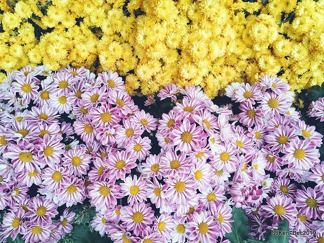 2019 chrysanthemum exhibition at Shulin Official residence, Taipei, Taiwan, Dec 4, 2019