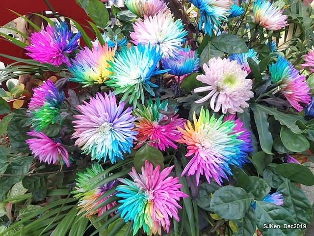 2019 chrysanthemum exhibition at Shulin Official residence, Taipei, Taiwan, Dec 4, 2019