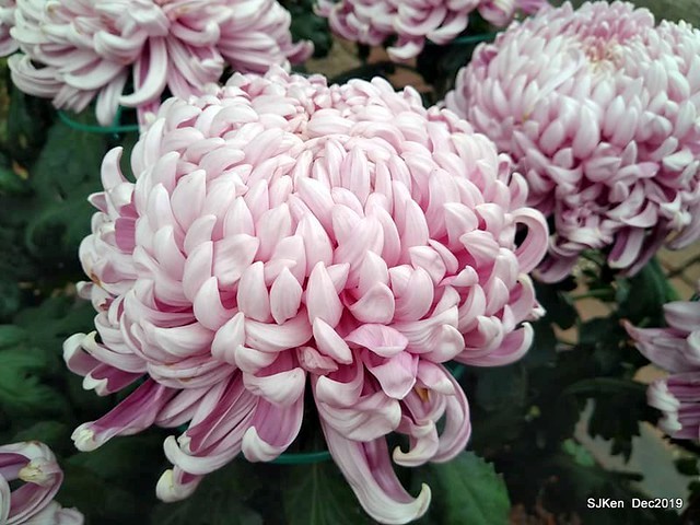 2019 chrysanthemum exhibition at Shulin Official residence, Taipei, Taiwan, Dec 4, 2019