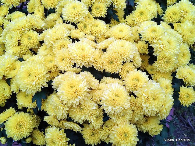 2019 chrysanthemum exhibition at Shulin Official residence, Taipei, Taiwan, Dec 4, 2019
