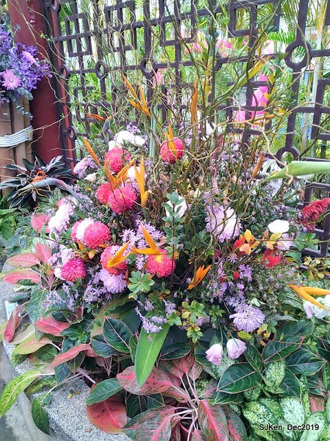 2019 chrysanthemum exhibition at Shulin Official residence, Taipei, Taiwan, Dec 4, 2019