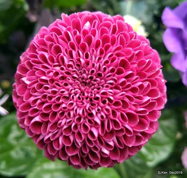 2019 chrysanthemum exhibition at Shulin Official residence, Taipei, Taiwan, Dec 4, 2019