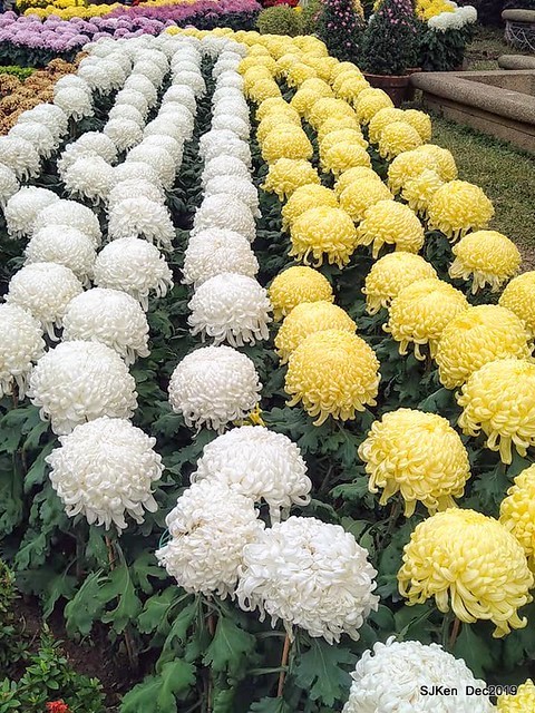 2019 chrysanthemum exhibition at Shulin Official residence, Taipei, Taiwan, Dec 4, 2019