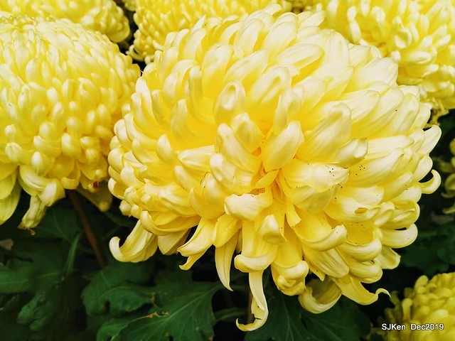 2019 chrysanthemum exhibition at Shulin Official residence, Taipei, Taiwan, Dec 4, 2019