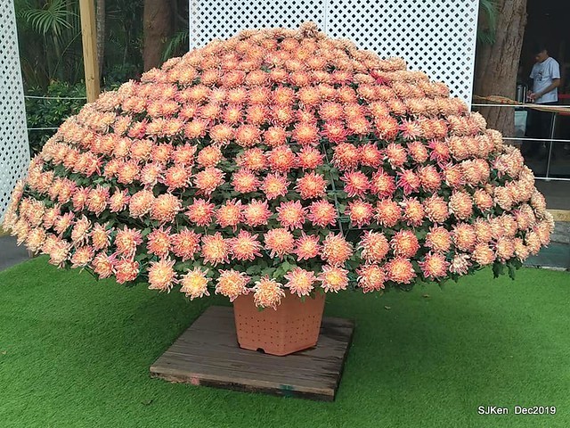 2019 chrysanthemum exhibition at Shulin Official residence, Taipei, Taiwan, Dec 4, 2019