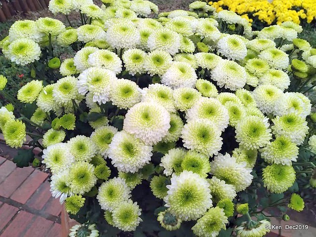 2019 chrysanthemum exhibition at Shulin Official residence, Taipei, Taiwan, Dec 4, 2019