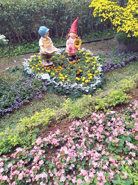 2019 chrysanthemum exhibition at Shulin Official residence, Taipei, Taiwan, Dec 4, 2019