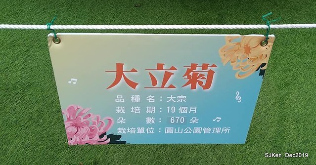 2019 chrysanthemum exhibition at Shulin Official residence, Taipei, Taiwan, Dec 4, 2019