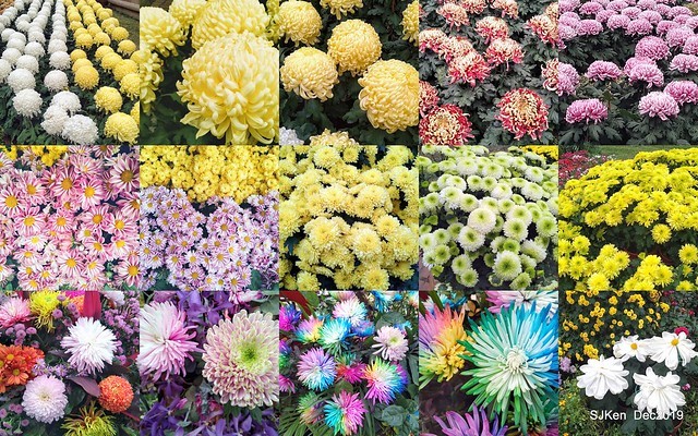 2019 chrysanthemum exhibition at Shulin Official residence, Taipei, Taiwan, Dec 4, 2019
