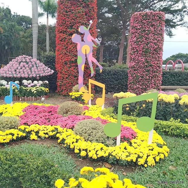 2019 chrysanthemum exhibition at Shulin Official residence, Taipei, Taiwan, Dec 4, 2019