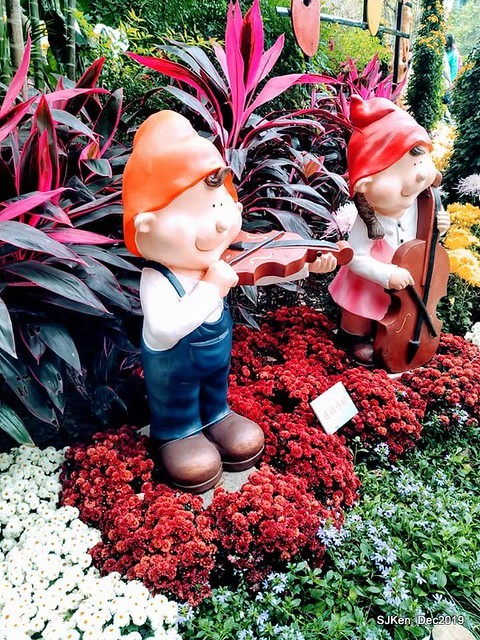 2019 chrysanthemum exhibition at Shulin Official residence, Taipei, Taiwan, Dec 4, 2019