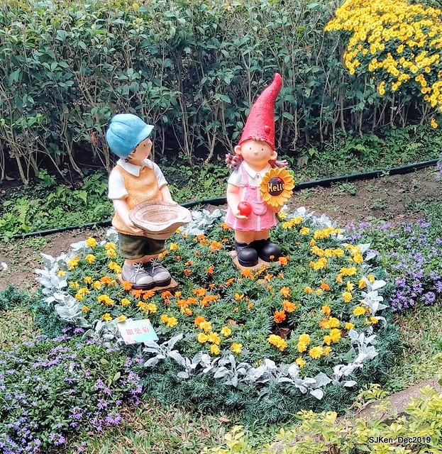 2019 chrysanthemum exhibition at Shulin Official residence, Taipei, Taiwan, Dec 4, 2019