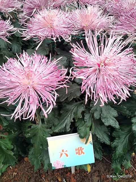 2019 chrysanthemum exhibition at Shulin Official residence, Taipei, Taiwan, Dec 4, 2019