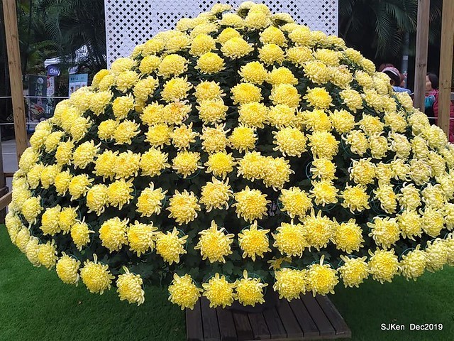 2019 chrysanthemum exhibition at Shulin Official residence, Taipei, Taiwan, Dec 4, 2019