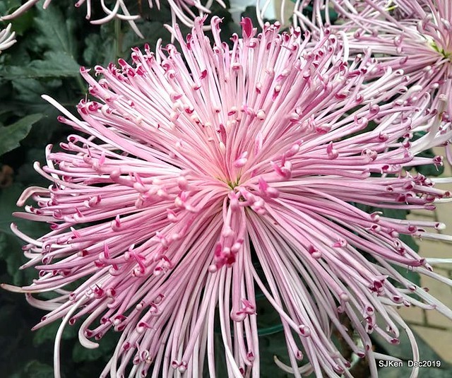 2019 chrysanthemum exhibition at Shulin Official residence, Taipei, Taiwan, Dec 4, 2019