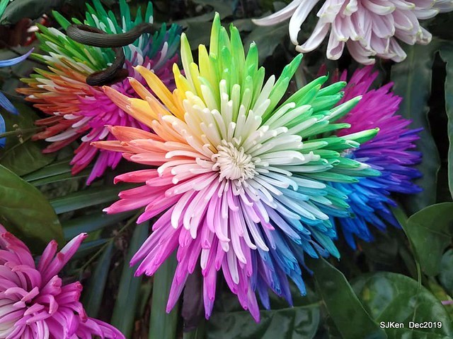 2019 chrysanthemum exhibition at Shulin Official residence, Taipei, Taiwan, Dec 4, 2019