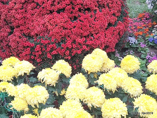 2019 chrysanthemum exhibition at Shulin Official residence, Taipei, Taiwan, Dec 4, 2019