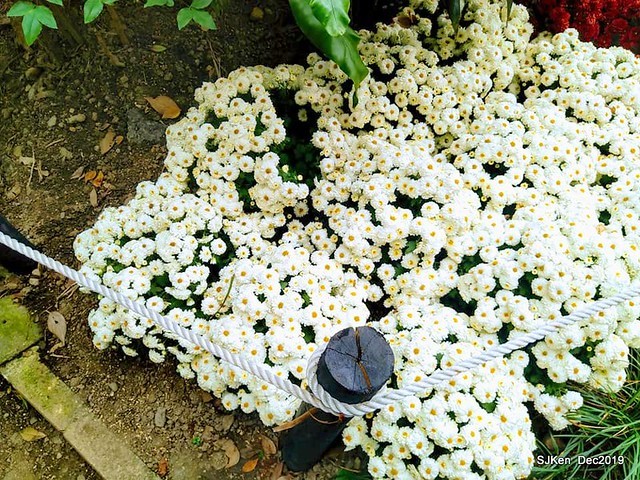 2019 chrysanthemum exhibition at Shulin Official residence, Taipei, Taiwan, Dec 4, 2019