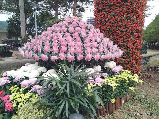 2019 chrysanthemum exhibition at Shulin Official residence, Taipei, Taiwan, Dec 4, 2019