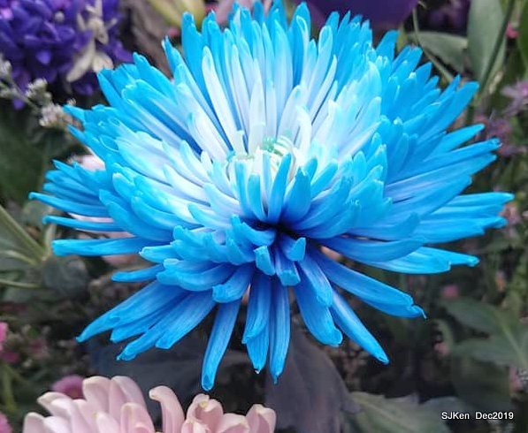 2019 chrysanthemum exhibition at Shulin Official residence, Taipei, Taiwan, Dec 4, 2019