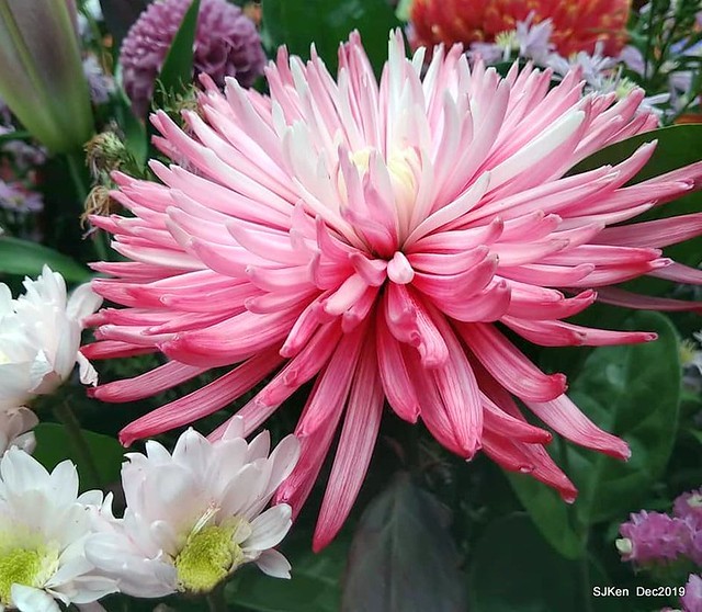 2019 chrysanthemum exhibition at Shulin Official residence, Taipei, Taiwan, Dec 4, 2019