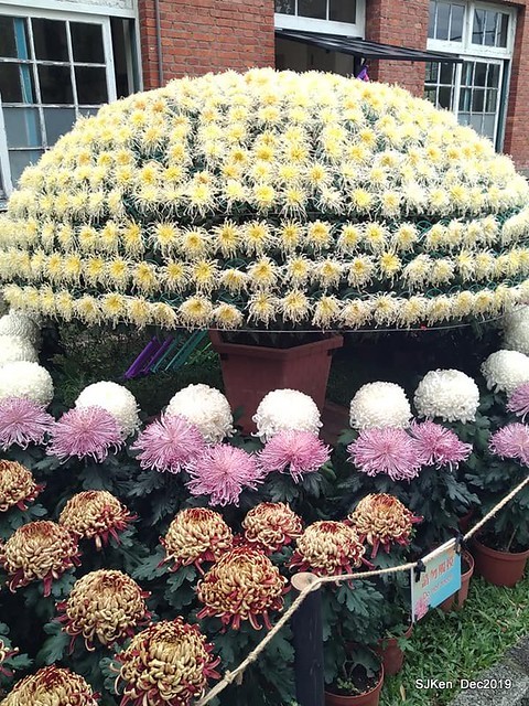 2019 chrysanthemum exhibition at Shulin Official residence, Taipei, Taiwan, Dec 4, 2019