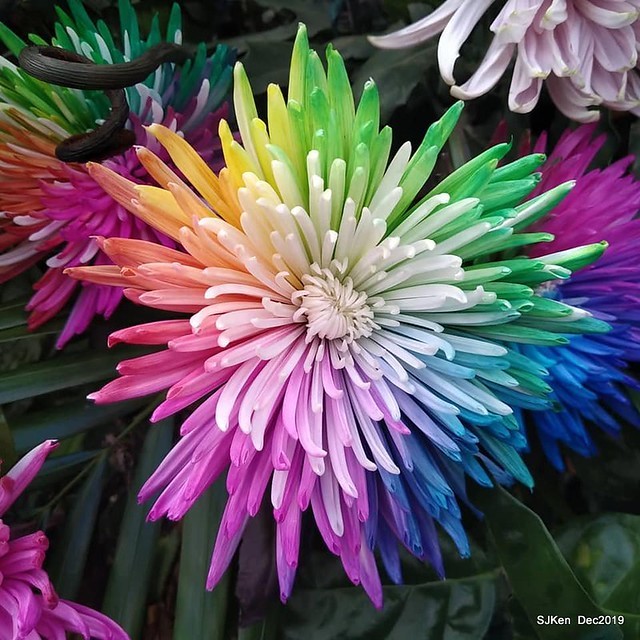 2019 chrysanthemum exhibition at Shulin Official residence, Taipei, Taiwan, Dec 4, 2019