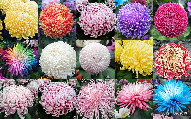 2019 chrysanthemum exhibition at Shulin Official residence, Taipei, Taiwan, Dec 4, 2019