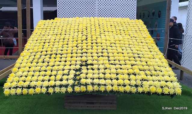 2019 chrysanthemum exhibition at Shulin Official residence, Taipei, Taiwan, Dec 4, 2019