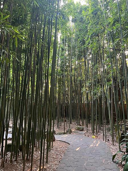 陽明山超好拍照的竹林咖啡廳:CAMA豆留森林。日式老宅
