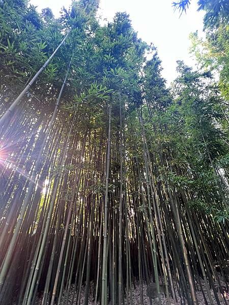 陽明山超好拍照的竹林咖啡廳:CAMA豆留森林。日式老宅