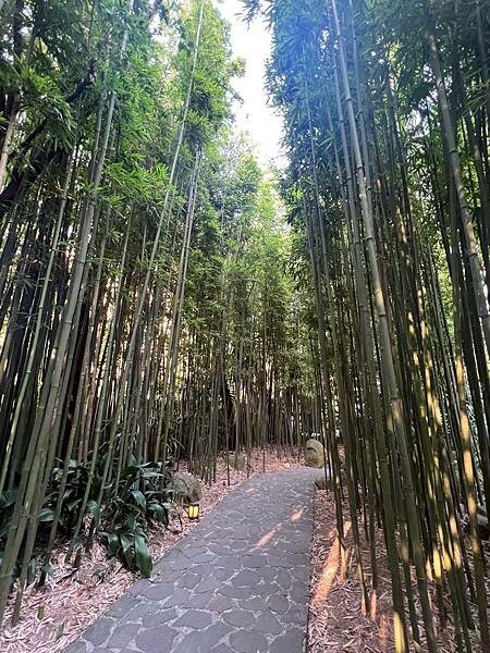 陽明山超好拍照的竹林咖啡廳:CAMA豆留森林。日式老宅