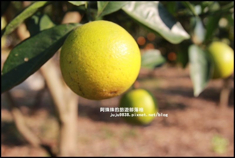 鹿鳴坑觀光果園36.JPG