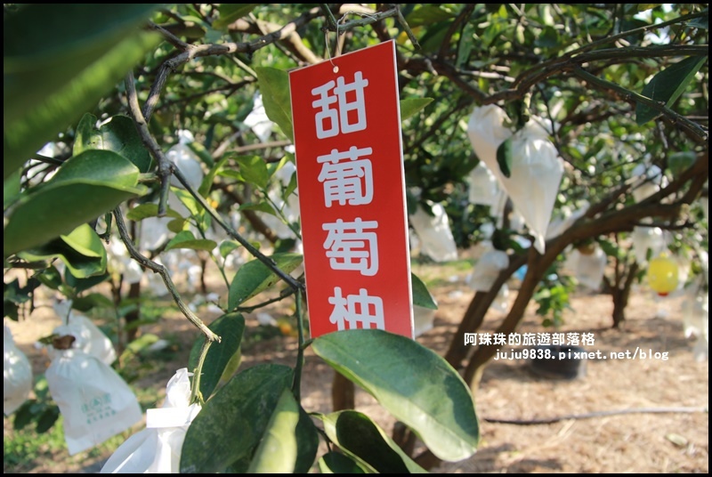 鹿鳴坑觀光果園17.JPG