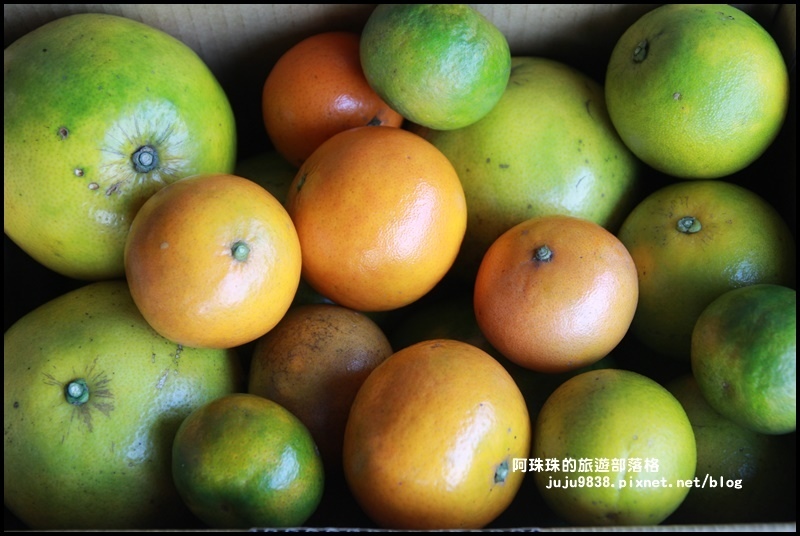 鹿鳴坑觀光果園72